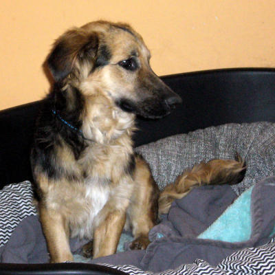 Happy End Vicky, Cocker-Dackel-Schäferhund Mix (Hündin) - Zuhause ...